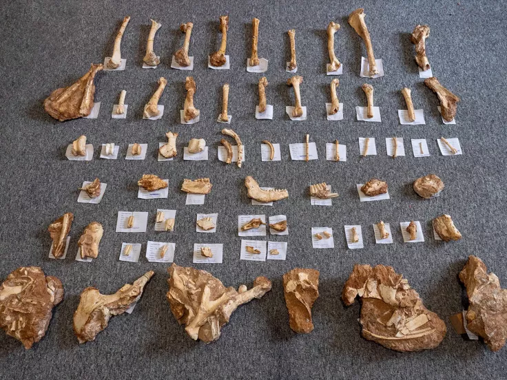 απολιθωμένα οστά ζώων που έζησαν στη Λέσβο πριν από 2 εκατ. χρόνια