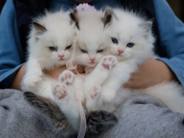 γατάκια, kittens
