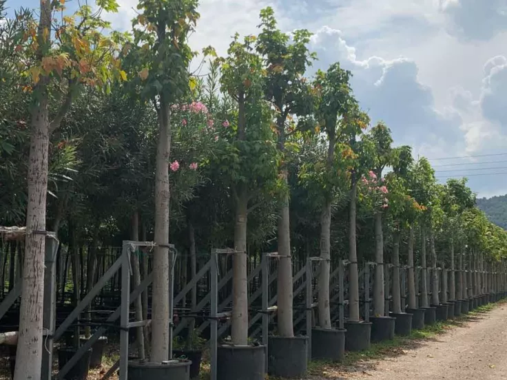  2.500 δέντρα φυτεύονται στους κοινόχρηστους χώρους του Δήμου Βάρης