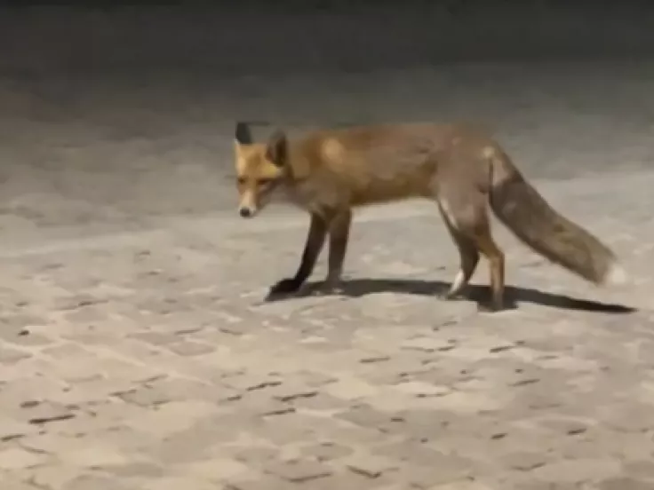 Μία αλεπού στο κέντρο της Αθήνας