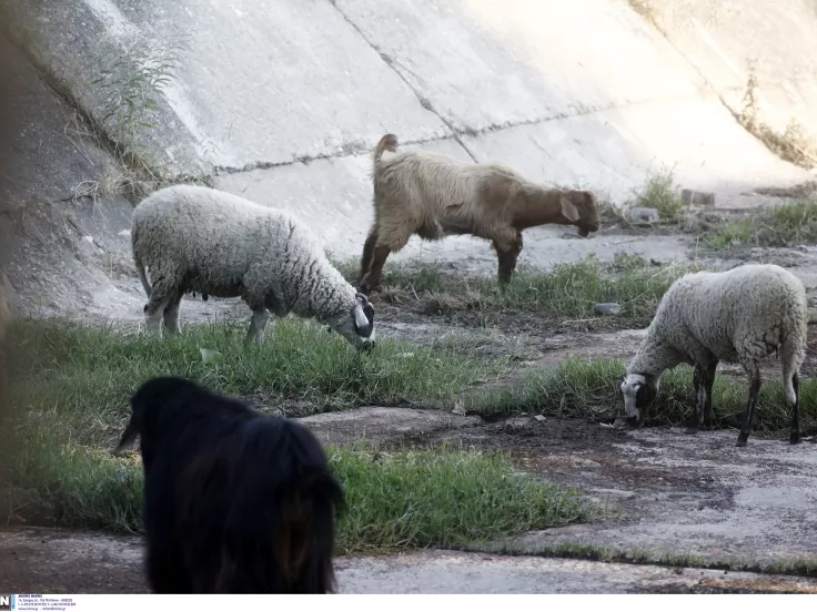 Ευλογιά των αιγοπροβάτων 