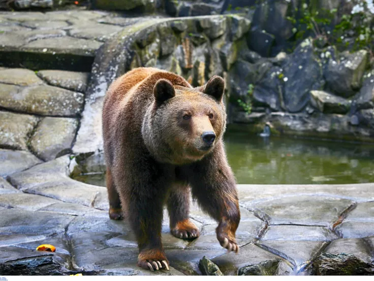 Τροχαίο στην Καστοριά: Οδηγός ΙΧ συγκρούστηκε με αρκούδα