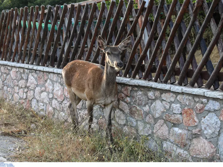 Εθνικό Πάρκο Πάρνηθας