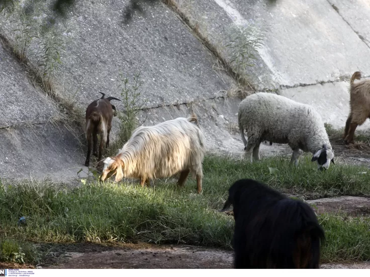Σκάνδαλο ΟΠΕΚΕΠΕ: Τα δηλωμένα 7,8 εκατ. αιγοπρόβατα «χρειάζονται» ... δύο Κρήτες σε έκταση