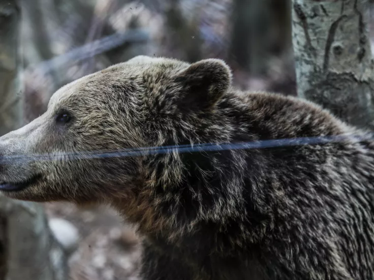 Δράμα: Αρκούδα επιτέθηκε σε ορειβάτες – Ένας έπεσε σε γκρεμό