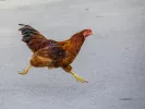 chicken