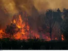 Στις φλόγες το παραλιακό μέτωπο της Βοιωτίας - Ολονύχτια μάχη των πυροσβεστικών δυνάμεων με τις αναζωπυρώσεις