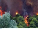 Μεγάλη φωτιά τώρα στη Βοιωτία - «Σηκώθηκαν» εναέρια μέσα
