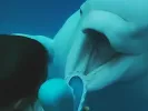 Viral: Φάλαινα μπελούγκα