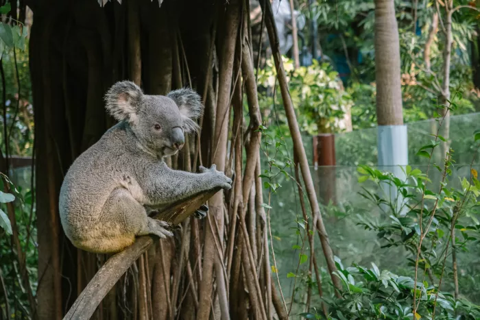 koala