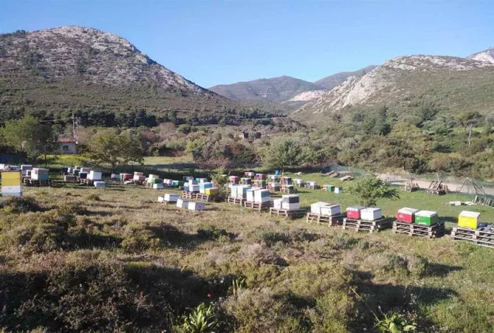 Η ευζωία των μελισσών και η προστασία των δασών πρέπει να είναι κοινός στόχος όλων λέει ο Νίκος Παλαιοκώστας