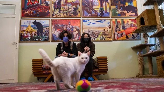 Ιράν: Στην Τεχεράνη, οι γάτες έχουν το «μιαουσείο» τους