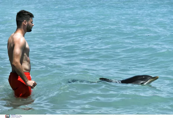 Νεαρό δελφίνι σε παραλία της Κορίνθου