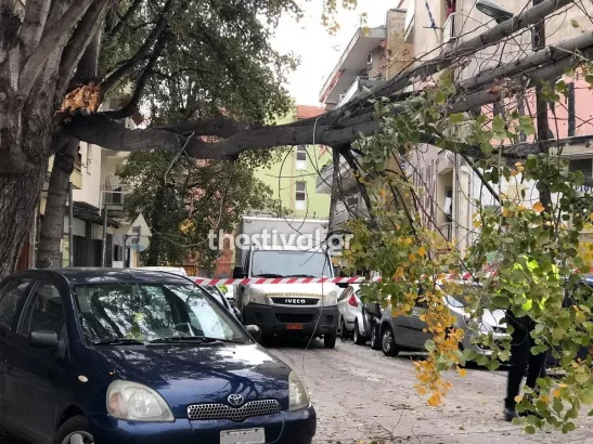 Θεσσαλονίκη: Πτώσεις δέντρων λόγω των ισχυρών ανέμων – Φθορές σε οχήματα (φωτο & video)